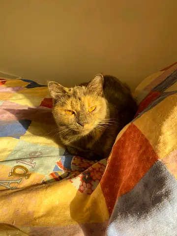 Cat for free adoption