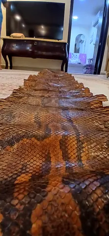 Authentic Snake Skin Rug for Sale