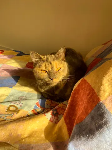 Cat for free adoption