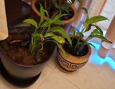 Beautiful Indoor Potted Plants for Your Home