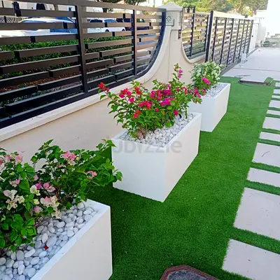 Bougenvilla with Planters box