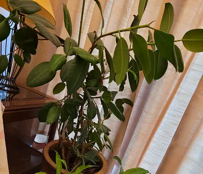 Beautiful Indoor Plant for Sale