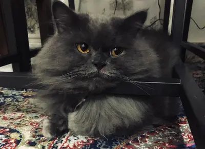 Adorable Persian Cat Looking for a Loving Home