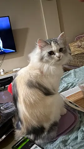 قطط للتبني مجانية