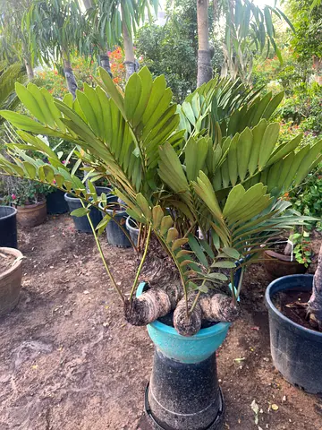 Cardboard Palm – Mature Multi-Head Zamia Furfuracea