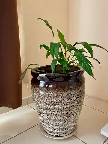 Two Brown plant vase