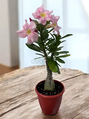 Grafted Desert Rose