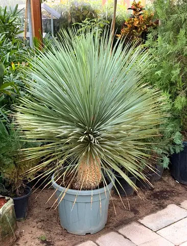 Beautiful Potted Yucca Plant for Sale