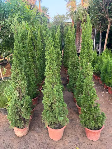 Mediterranean Cypress – Tall Elegant Landscape Tree
