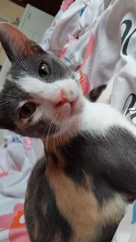 Cat for free adoption