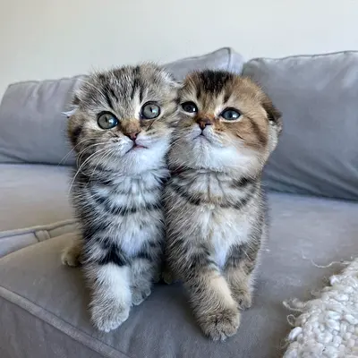 Cute Scottish fold kittens available