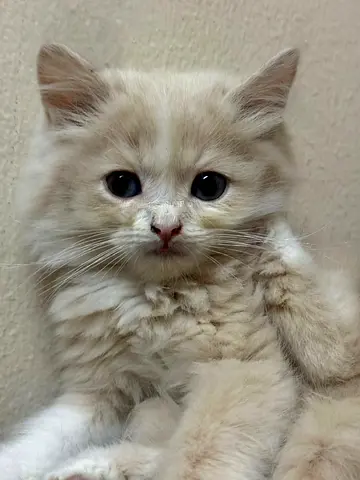 Persian kitten today only