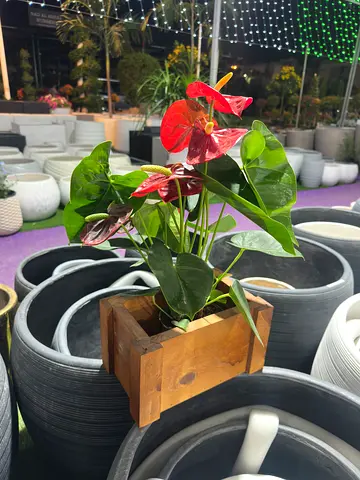 Beautiful Anthurium Plant in Wooden Pot
