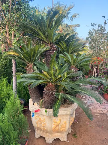 Sago Palm Multi-Head – Elegant Nature Tree