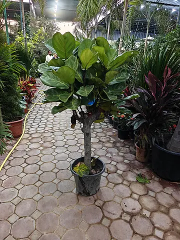 Indoor Fiddle Leaf Fig Plant - Perfect for Home Decor