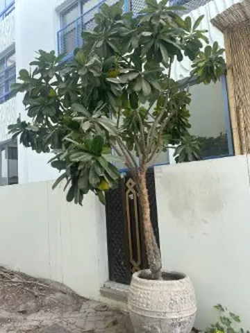Frangipani tree