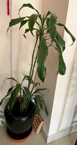 Beautiful Indoor Plant in Stylish Pot