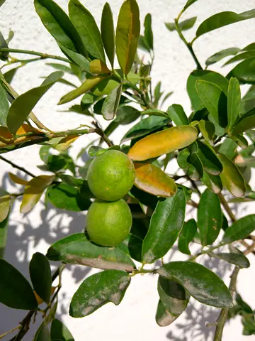 Fresh and Vibrant citrus lemon Plant with Fruit