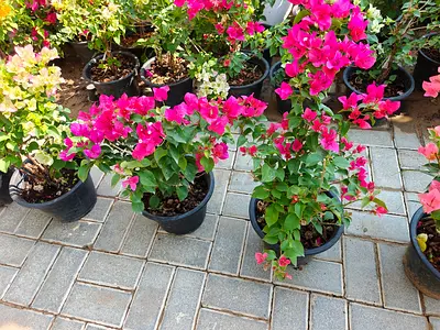Beautiful Bougainvillea Plants for Sale