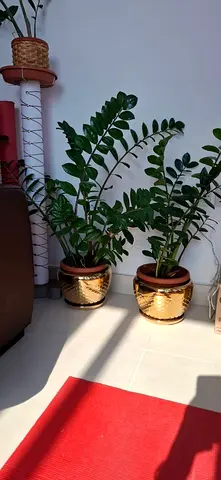 Healthy, Happy Plants for Sale