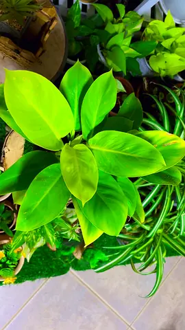 Philodendron moonlight indoor plant