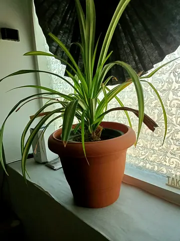 Indoor Potted Plant for Sale - Perfect for Your Home