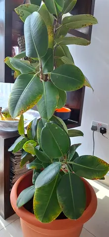 Healthy, Happy Plants for Sale