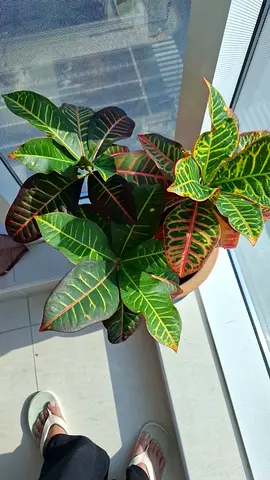 Healthy, Happy Plants for Sale