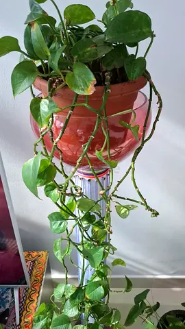 Healthy, Happy Plants for Sale