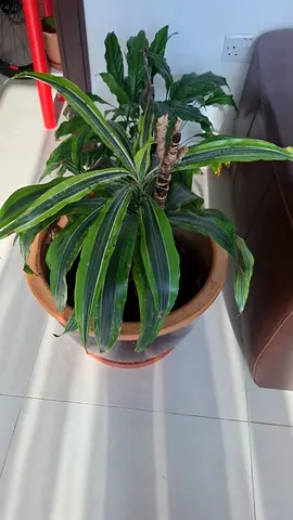 Healthy, Happy Plants for Sale