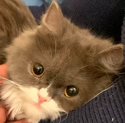 Adorable Cat Looking for a Loving Home