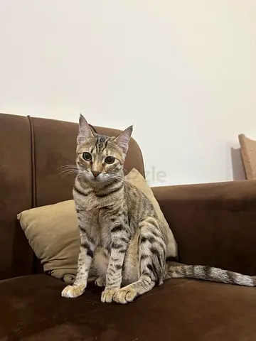 Gorgeous Domestic Cat Looking for a Loving Home 18 months age fully vaccinated with passport