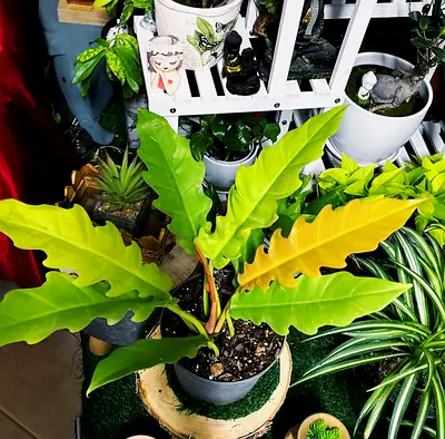 Philodendron golden crocodile for sale