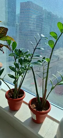 Healthy, Happy Plants for Sale