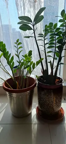 Healthy, Happy Plants for Sale