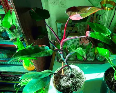 Philodendron pink princes Indoor plant for sale