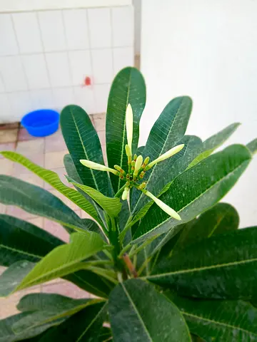 Frangipani / plumeria tree with flowers