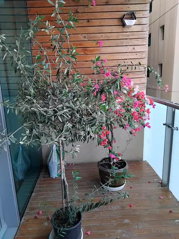1 indoor and 2 outdoor plants