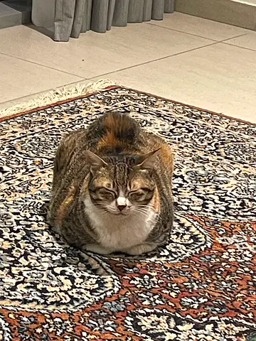 Free adobtion Domestic short hair cat Ready for a New Home