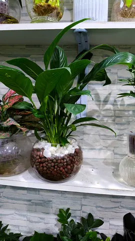 Piece Lilly zero maintenance indoor plant