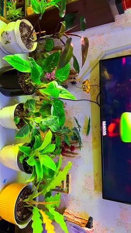 5 philodendron varieties for sale