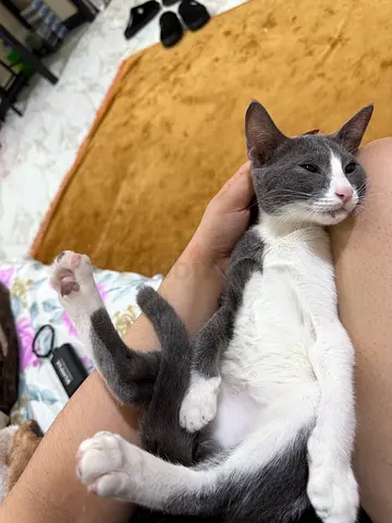 4-Month-Old Male Kitten for Adoption – Friendly  Playful (Free)