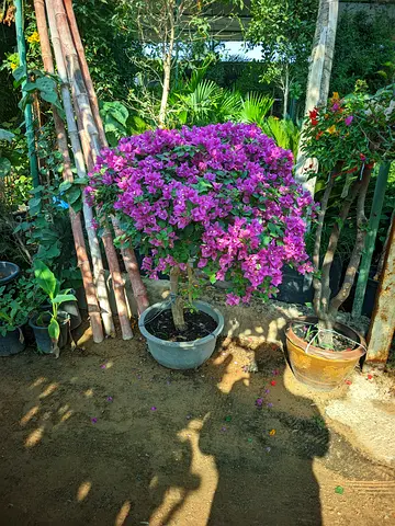 Vibrant Bougainvillea Plant with beautiful flowers