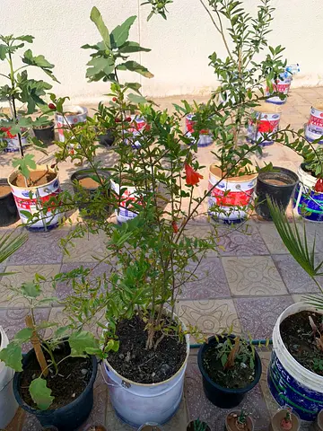 Beautiful Pomegranate Plant for Sale