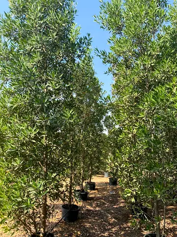 Lushgreen  Dams  Trees for Your Garden 4m height