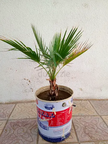 Washingtonia palm tree