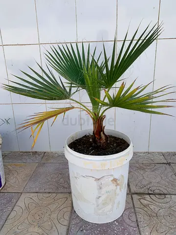 Washingtonia palm tree