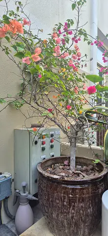 Beautiful Outdoor Potted Plants with Planters