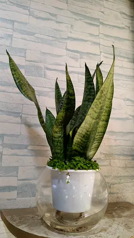 Snake Plant glass vase
