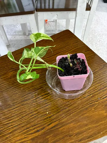 plant for sale